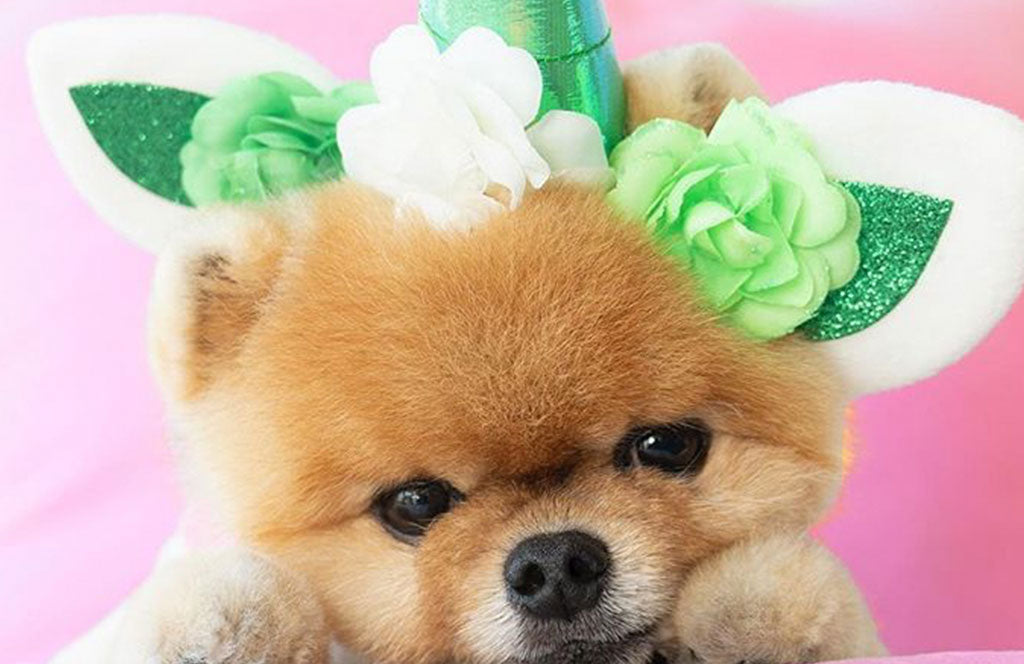 Dogs You Need To Follow On Instagram