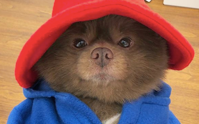 There is dog which looks exactly like Paddington Bear and we’re IN LOVE!